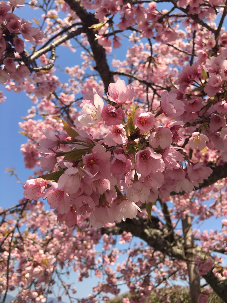 090a3ce8-ed2f-4062-ab18-e3cb6fe0d372-1